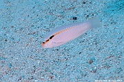 Halichoeres scapularis Labre zizag-Maldives Mahibadoo Rock-17m-20240424-da-DSC_6588_tn